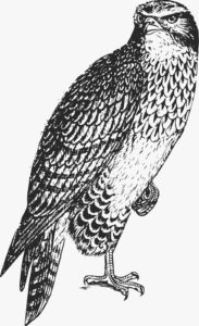 PHOTO-2022-07-04-15-00-34 image d'aigle vorace offre totale de chronics