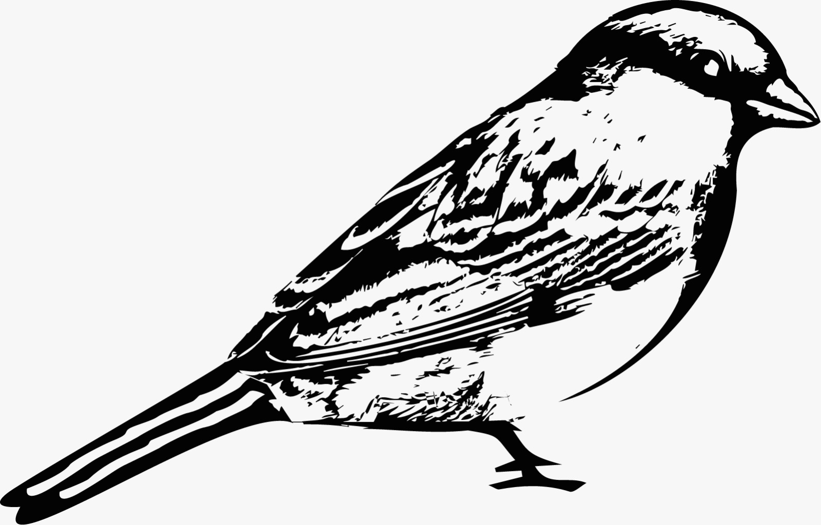 PHOTO-2022-07-04-15-00-35 Image de moineau, offre medium de chronics